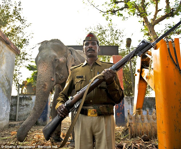 elefantul-cici-arestat